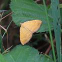 Camptogramma bilineata (Yellow Shell).JPG